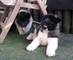 Akita dog petits s