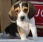 Beagle cachorros para adopcion