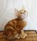 Bobtail Japonés Registrados adorables para su casa/.Gatitos - Foto 1