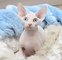 Bonitos gatitos Sphynx disponibles - Foto 1