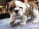 Bulldogs ingleses ahora disponibles para navidad