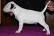 Bullterrier con pedigree disponibles .feliz navidad - Foto 1