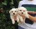 Cachorritas de bichon maltes minis navidad cachorrito