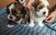 Cachorritos shih tzu biewer min navidad