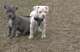 Cachorros american pitbull terrier regalo Navidad - Foto 1