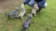 Cachorros braco de weimar de pura raza cachorros navidad