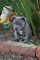 Cachorros de American Pitbull Terrier desparasitados y listos par - Foto 1