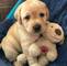 Cachorros de labrador con pedigree afijo y garantia por navidad