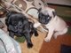 Cachorros de pug macho y hembra bien entrenados listos - Foto 1