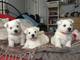 Cachorros de west higland, precio extraordinario navidad