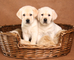 Cachorros labrador retriever disponibles