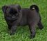 Cachorros pug sanos y vacunados ahora disponibles