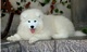 Cachorros samoyedos lindos ahora disponibles