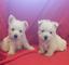 Camada de pura raza west highland white terrier