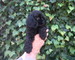 Cocker Spaniel nacional. Pedigree LOE cachorros navidad - Foto 1