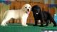 Desparasitados e inscritos cachorros Labrador retriver - Foto 1