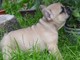 Dulce preciosos navidad adopción cachorros de bulldog frances m