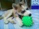 Dulce preciosos navidad adopción siberian huskies con garantía