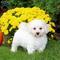 Excelentes cachorros bichon frise