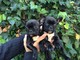 Fantasticos cachorritos de Bulldog francés cachorros - Foto 1