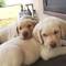 Fantasticos cachorritos de cachorros de labrador machos y hembras - Foto 1