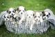 Fantasticos cachorritos de cachorros de shih tzu de calidad - Foto 1