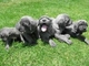 Fantasticos cachorritos de cachorros mastines espaÑoles - Foto 1
