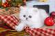 Gatos persas excelente dulce preciosos gatitos navidada