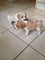 Gorgeous puggle puppies en venta