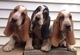Gratis basset hound cachorros - Foto 1