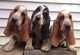 Gratis basset hound cachorros