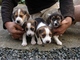 Gratis beagle cachorros