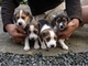 Gratis beagle cachorros - Foto 1