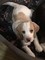 Gratis Beagle Cachorros  - Foto 1