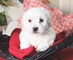 Gratis bichon frise cachorros - Foto 1