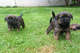 Gratis border terrier cachorros - Foto 1