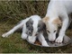 Gratis Borzoi cachorros listo - Foto 1