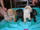 Gratis Cachorros sharpei - Foto 1