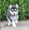 Gratis camadas de husky siberiano