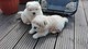 Gratis Chow chow perritos - Foto 1