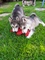 Gratis malamute de alaska cachorros