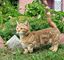 Hermoso gatitos de munchkin listo