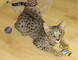 Hermosos gatitos de sabana disponibles para ti - Foto 1