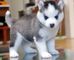 Husky siberiano de Navidad disponible con papeles - Foto 1