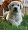 Labrador Retriever Puppies - Foto 1