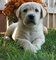 Labrador retriever puppies