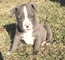 Lindo Pitbull estadounidense - Foto 1