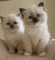 Lindos gatitos Ragdoll disponibles para adopción ahora - Foto 1