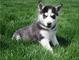 Lindos ojos azules cachorros de husky siberiano - Foto 1