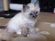 Los gatitos cariñosos de Ragdoll esperan un nuevo hogar - Foto 1